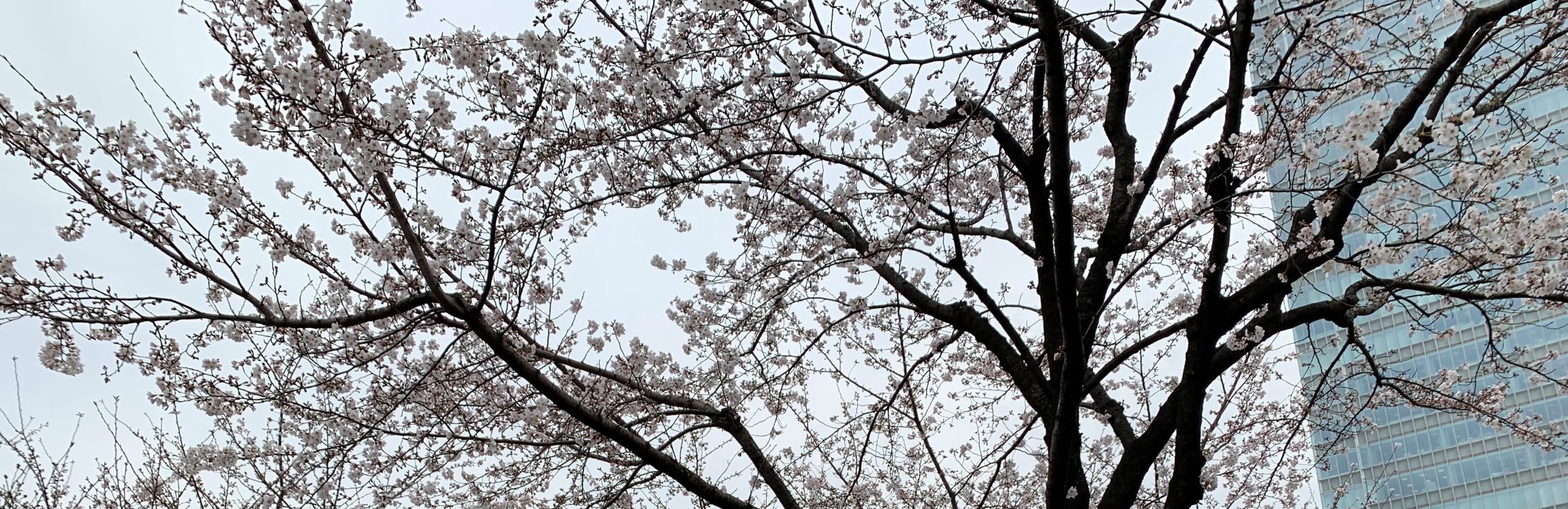 サカス坂桜満開です。