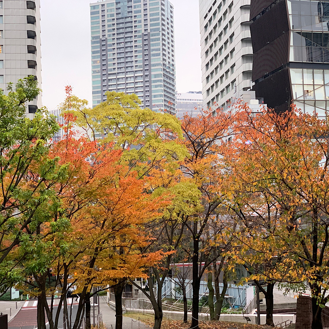 赤坂サカスの紅葉。