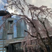三春桜