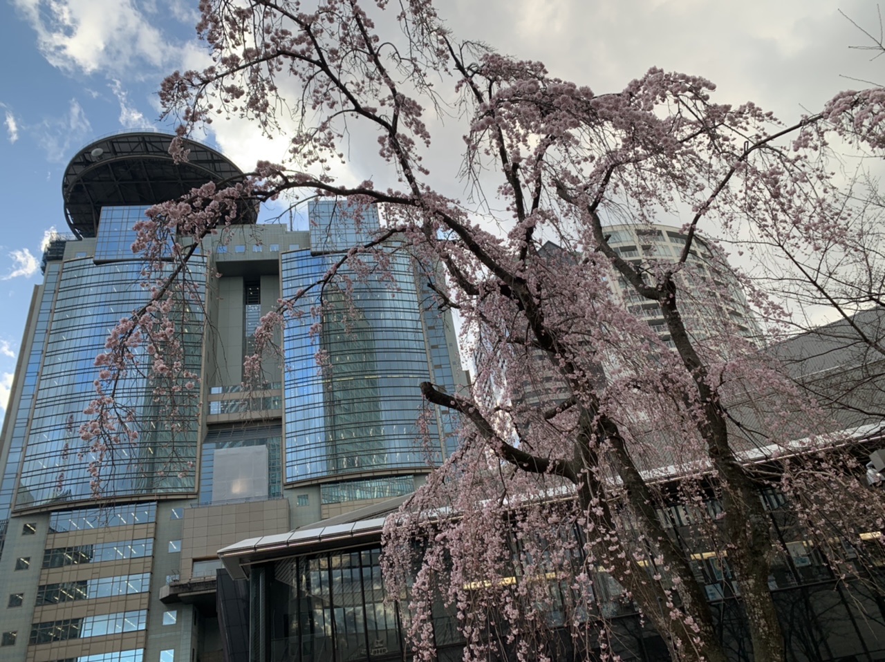 三春桜満開です！