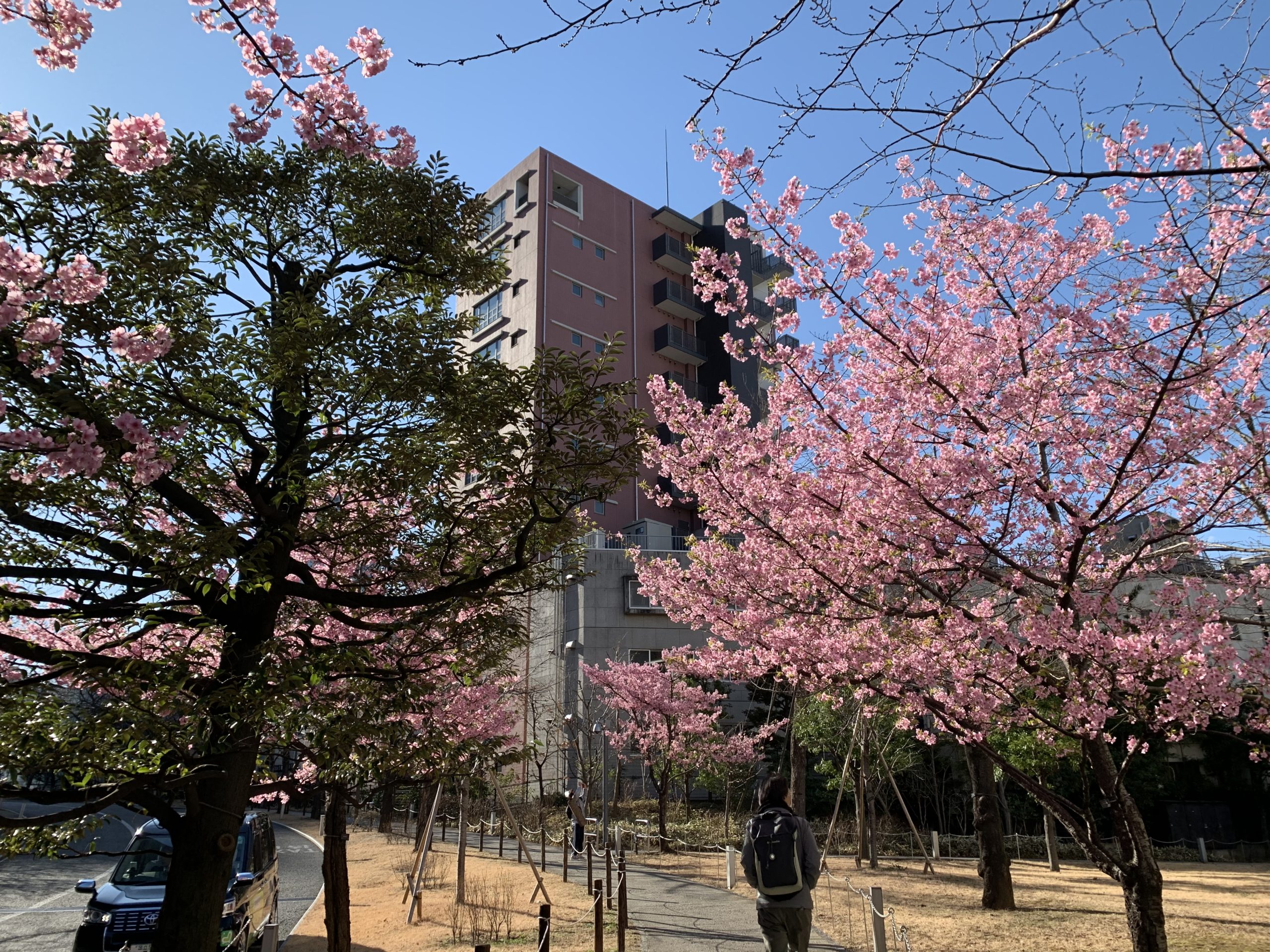 今年もサカス坂の河津桜開花中！