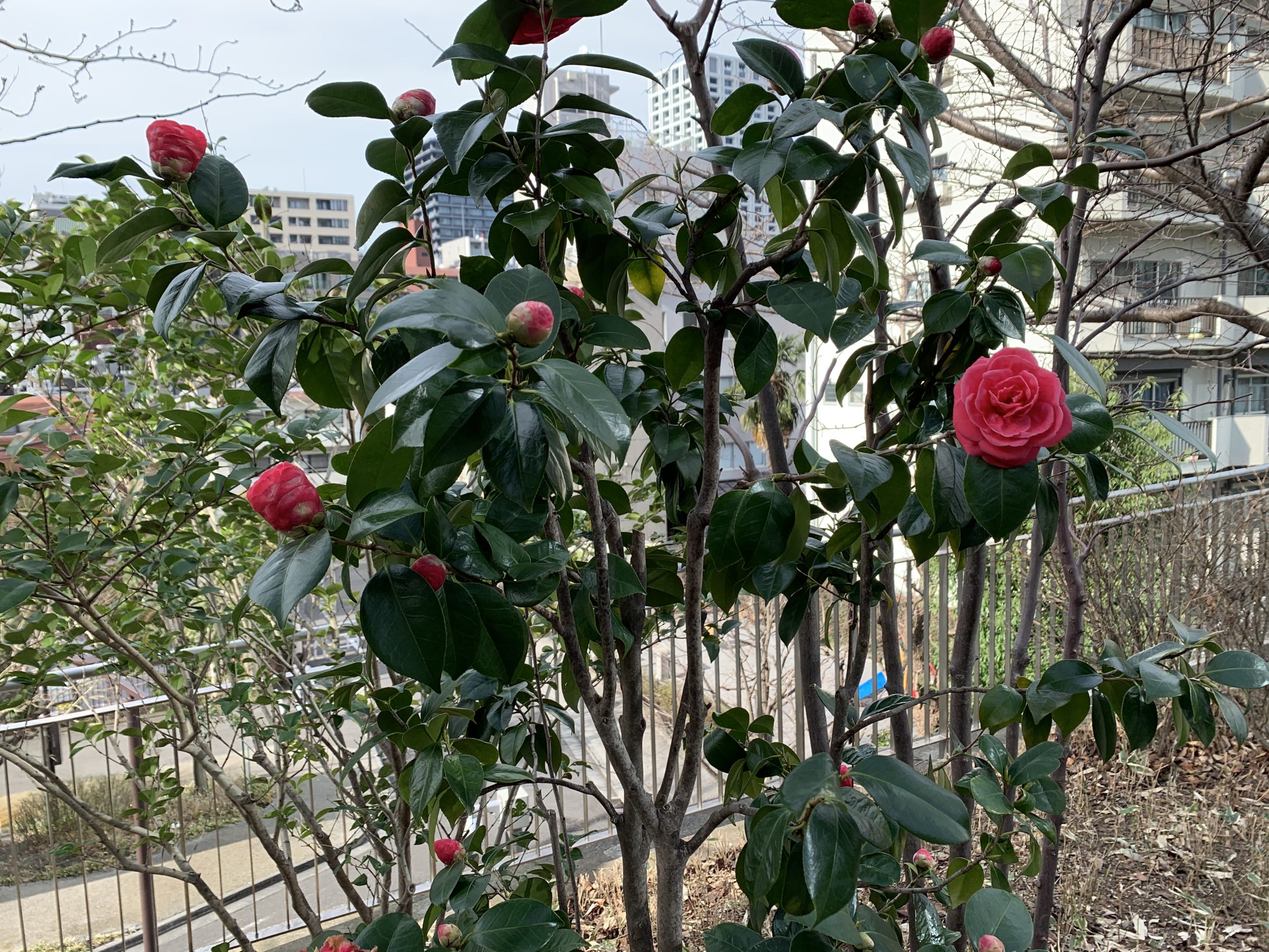 赤坂サカス八重桜
