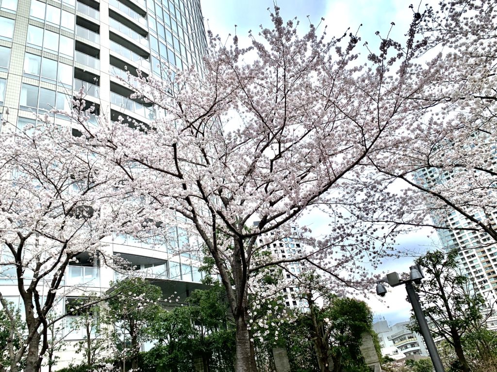 赤坂サカス桜