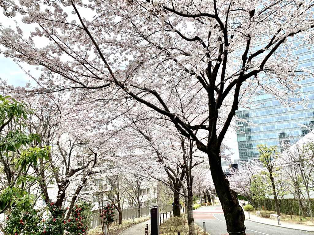 赤坂サカス桜