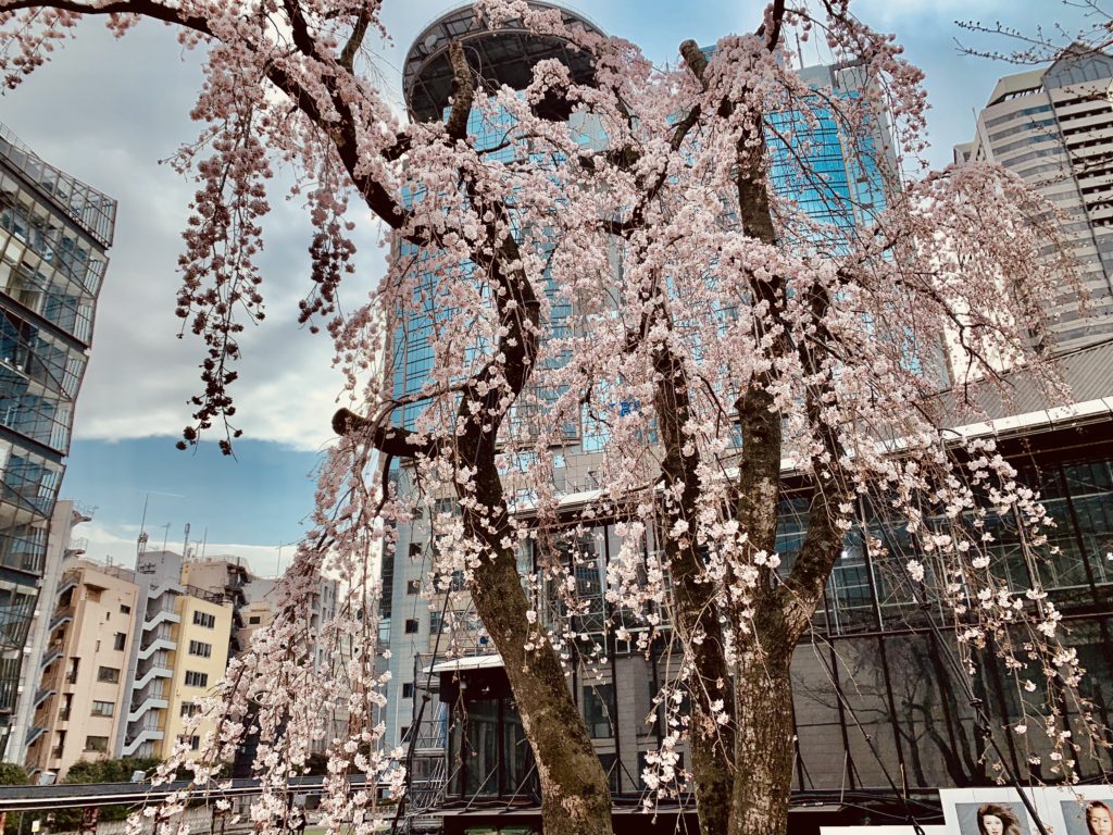 三春桜2022