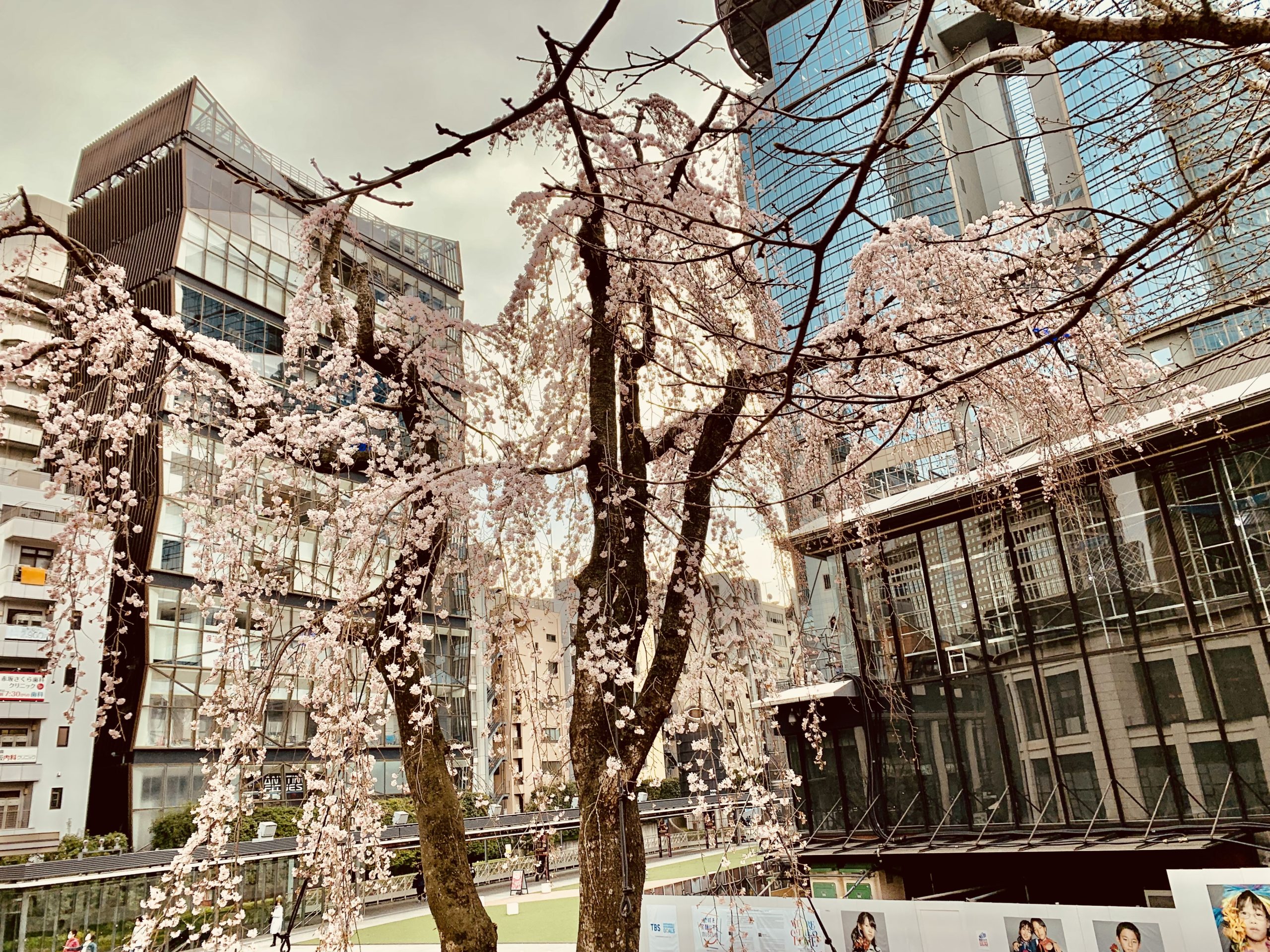 ２０２２年サカス広場前の三春桜も花開中！