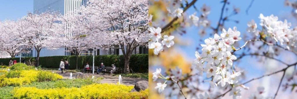 東京ミッドタウンならではの春のお散歩体験