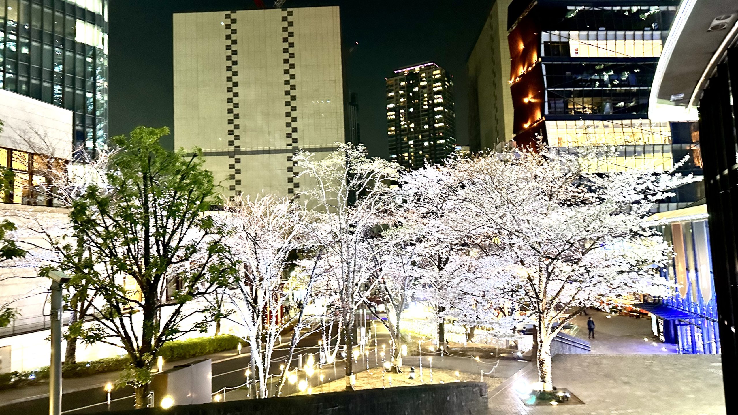 2023年の赤坂サカスの桜満開。