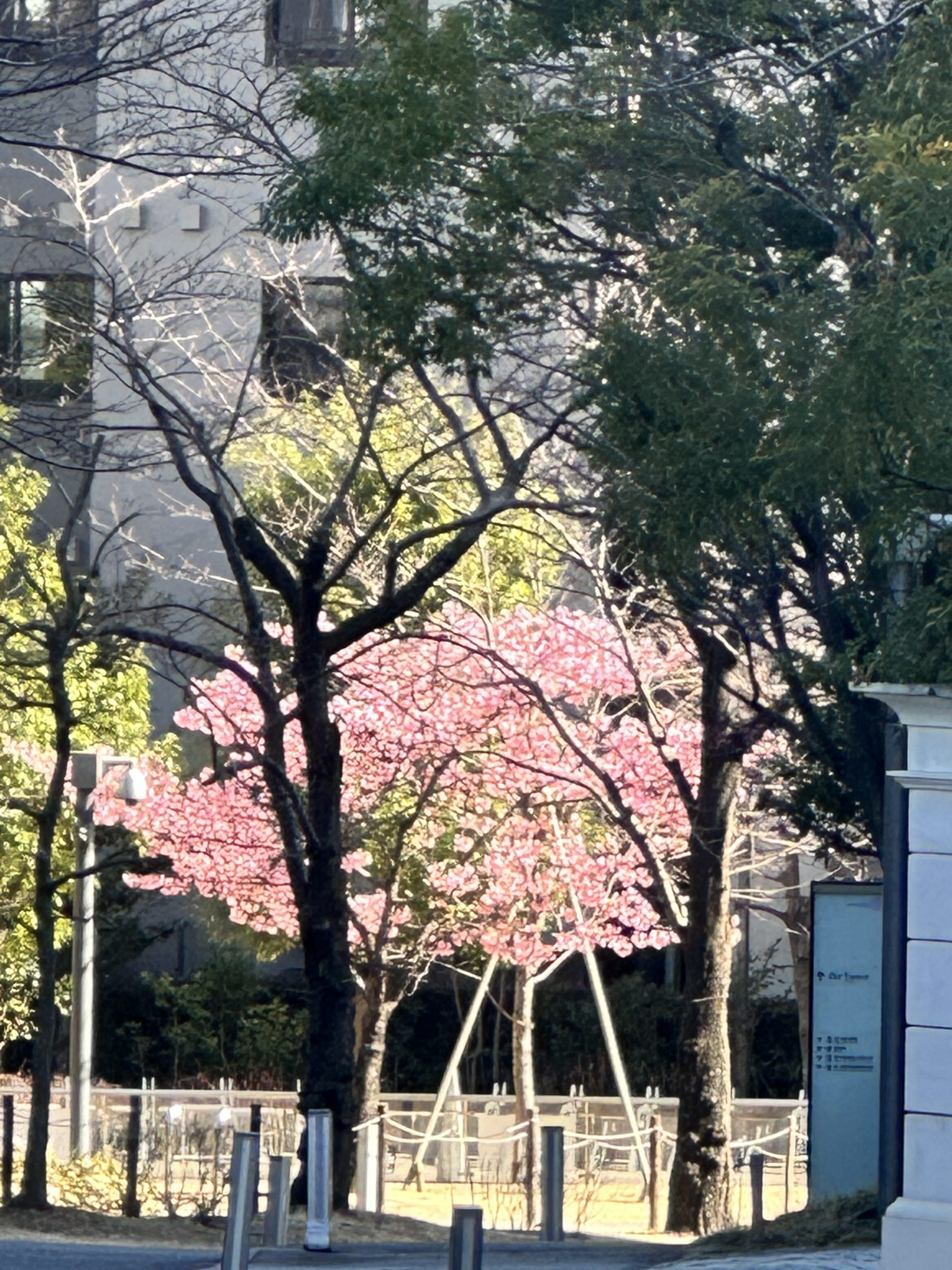 赤坂サカスのさくら坂の河津桜、満開。