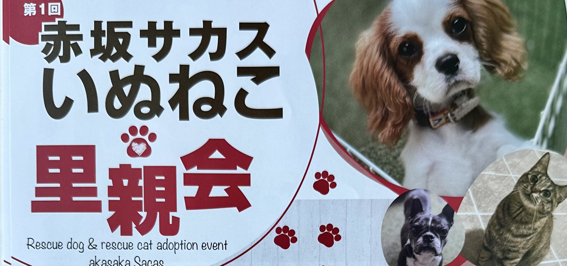 赤坂サカス広場に約１５０頭の保護犬・保護猫ちゃんが集合！