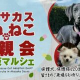赤坂サカス広場に保護犬・保護猫ちゃんが集合