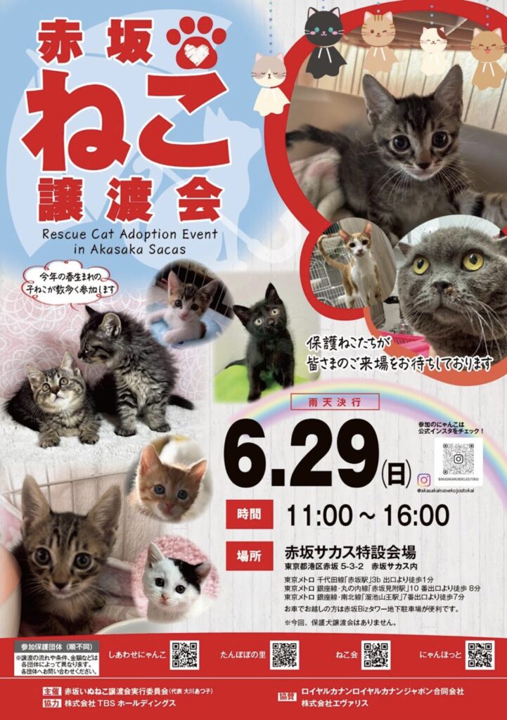 赤坂ねこ譲渡会