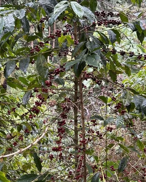 タリーズ「ペルー ティピカ 100%」 を10月15日(水)より限定発売