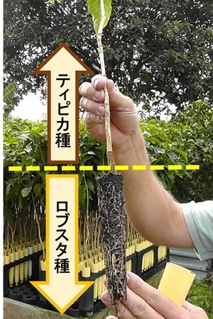 タリーズ「ペルー ティピカ 100%」 を10月15日(水)より限定発売