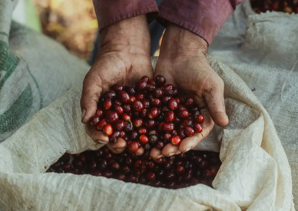 「コスタリカ マイクロロット プライムレッド」
