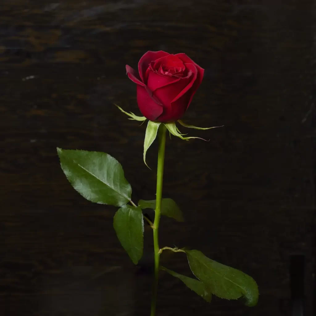 「ヘンドリックスジン」と「グレンフィディック」を使用したカクテルプロモーション