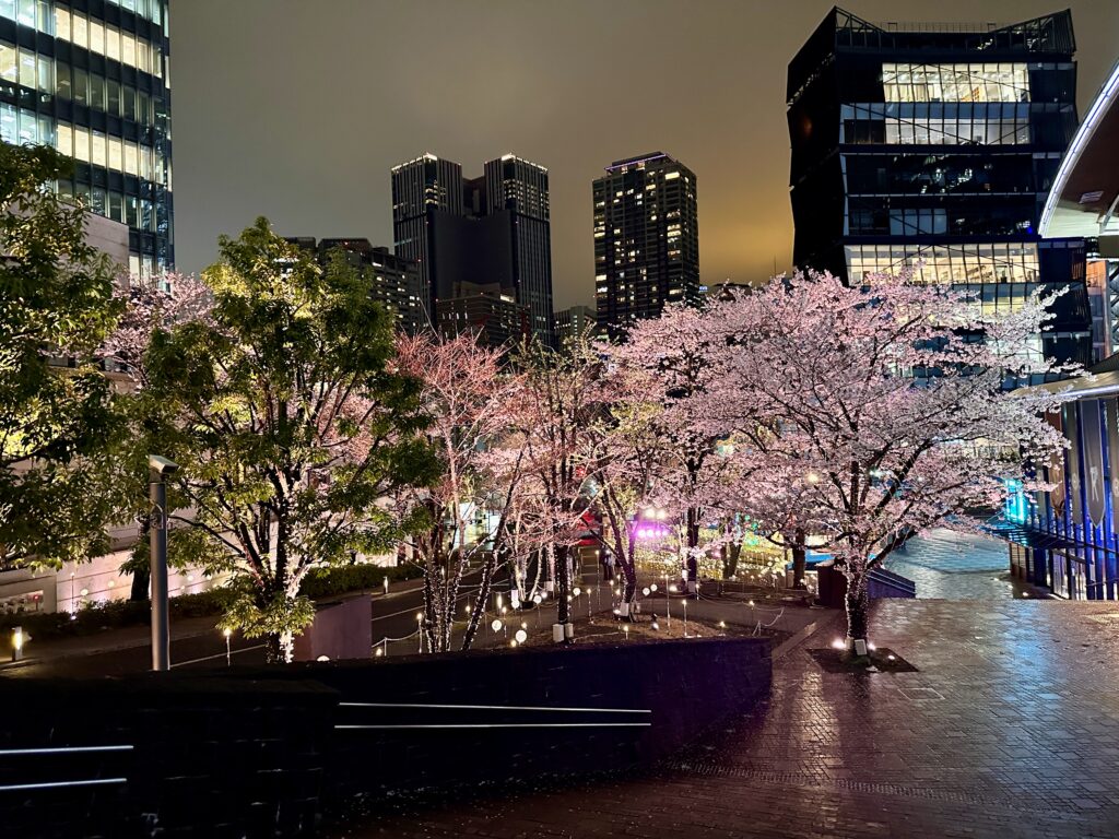 赤坂サカスの夜桜
