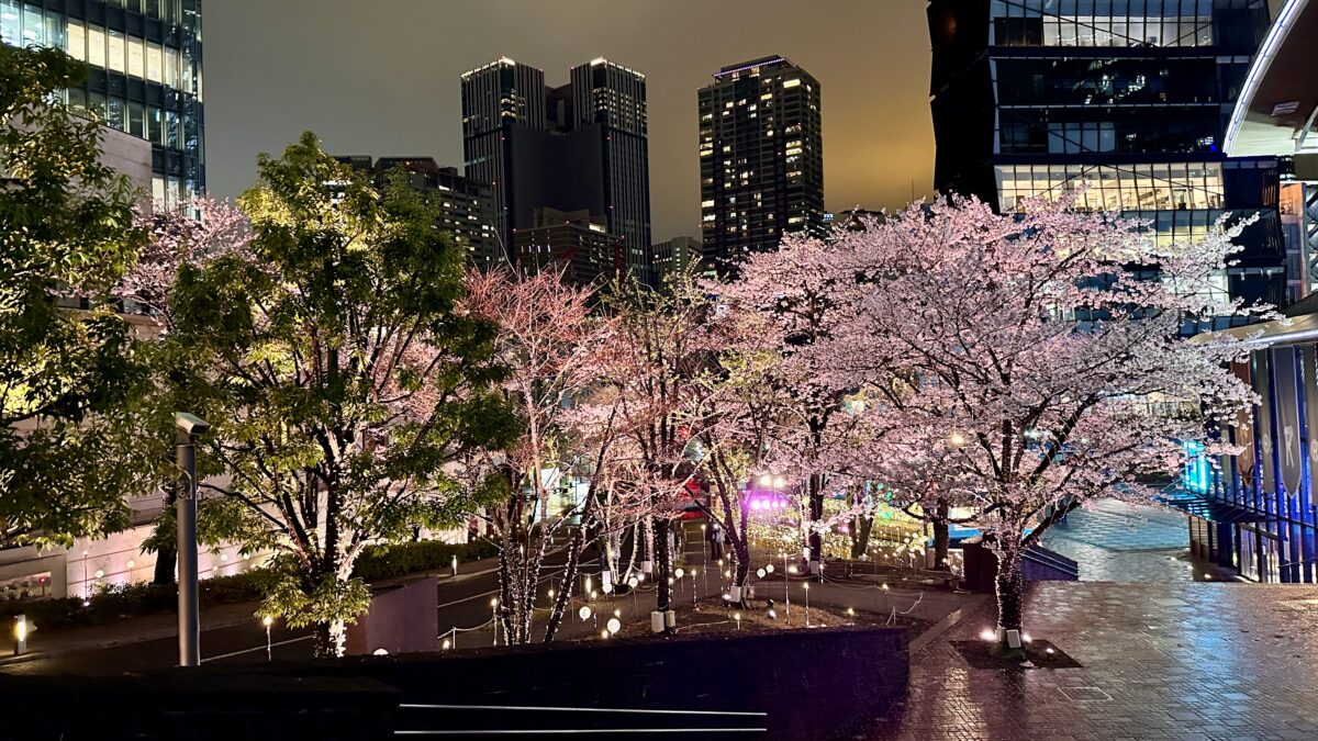 「春は、夜にこそ美しい。」赤坂サカスの夜桜2026年4月