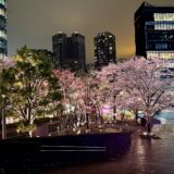 赤坂サカスの夜桜
