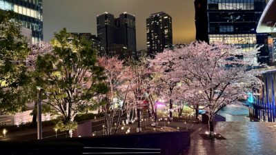 「春は、夜にこそ美しい。」赤坂サカスの夜桜2026年4月