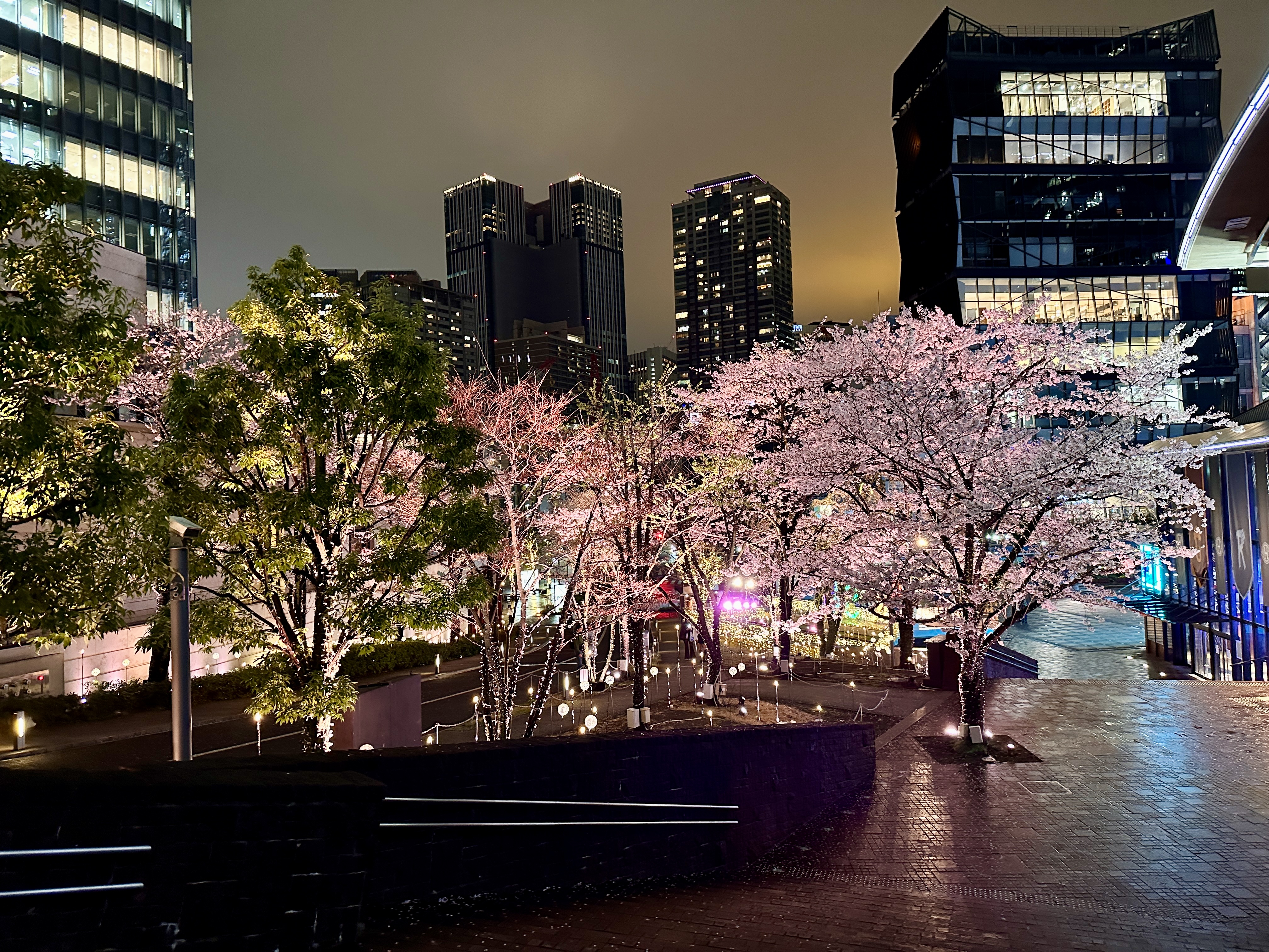 春は、夜にこそ美しい。」赤坂サカスの夜桜2026年4月 | 赤坂サカス