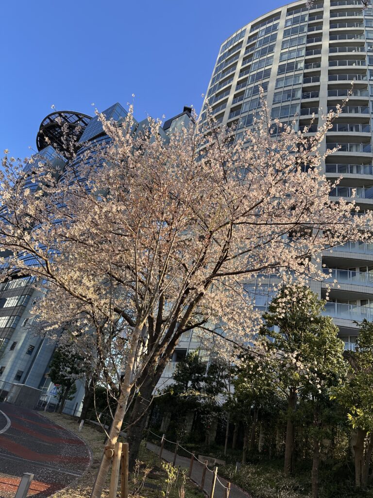 桜